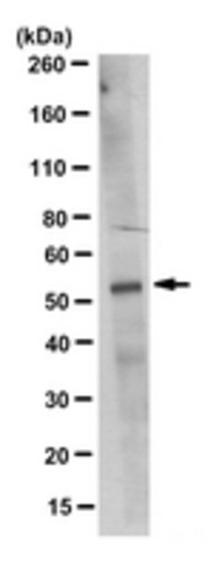 CEP164 Rabbit anti-Human, Polyclonal, MilliporeSigma 100 &mu;g;Unconjugated:Antibodies,